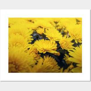 Yellow chrysanthemum bouquet Posters and Art